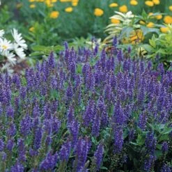 High Country Gardens Sales Store -High Country Gardens Sales Store 84778 salvia blue hill