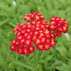High Country Gardens Sales Store 6 Red Velvet Yarrow