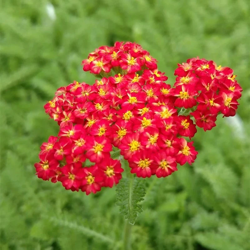 Red Velvet Yarrow 1 Red Velvet Yarrow