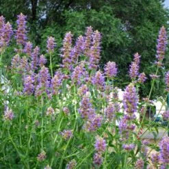 Blue Blazes Agastache 7 Blue Blazes Agastache -High Country Gardens Sales Store agastache blue blazes 1