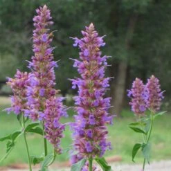 High Country Gardens Sales Store 27 Blue Blazes Agastache