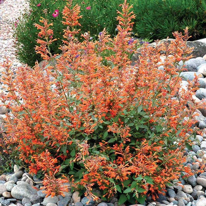 Kudos™ Mandarin Agastache 2 Kudos™ Mandarin Agastache - Image 2