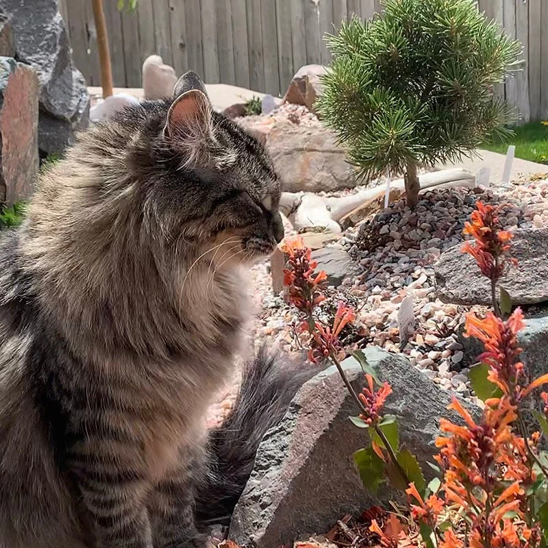 Kudos™ Mandarin Agastache 3 Kudos™ Mandarin Agastache - Image 3