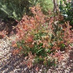Kudos™ Mandarin Agastache 7 Kudos™ Mandarin Agastache -High Country Gardens Sales Store agastache kudos mandarin 3
