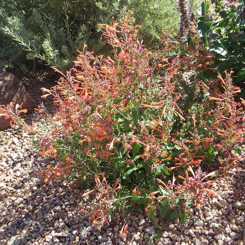 Kudos™ Mandarin Agastache 4 Kudos™ Mandarin Agastache - Image 4