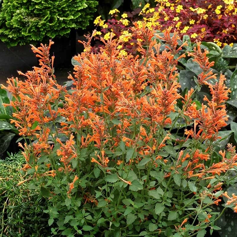 Kudos™ Mandarin Agastache 1 Kudos™ Mandarin Agastache