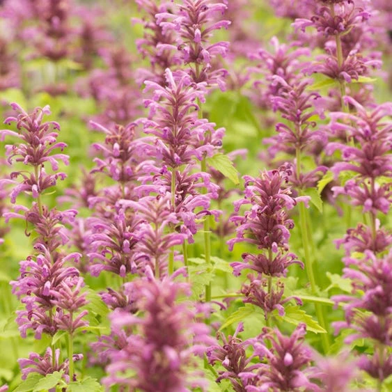 Agastache Neomexicana 1 Agastache Neomexicana