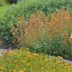 Apricot Sprite Agastache -High Country Gardens Sales Store agastache agastache apricot sprite walters gardens 1 cropped 1 1