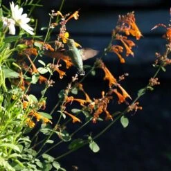 Apricot Sprite Agastache -High Country Gardens Sales Store agastache apricot sprite close up w humingbird cropped