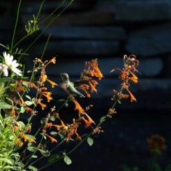 High Country Gardens Sales Store -High Country Gardens Sales Store agastache apricot sprite close up w humingbird cropped 1