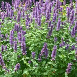 High Country Gardens Sales Store -High Country Gardens Sales Store agastache blue boa 3 2