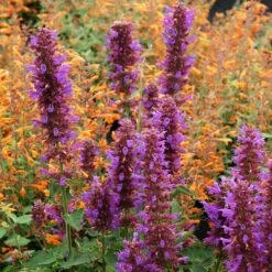 Blue Boa Agastache -High Country Gardens Sales Store agastache blue boa 1b 1 with apricot sprite 2
