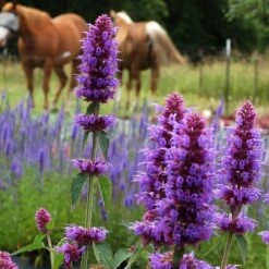 High Country Gardens Sales Store 29 Blue Boa Agastache