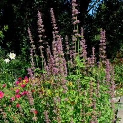Agastache Neomexicana 5 Agastache Neomexicana -High Country Gardens Sales Store agastache neomexicana in the garden