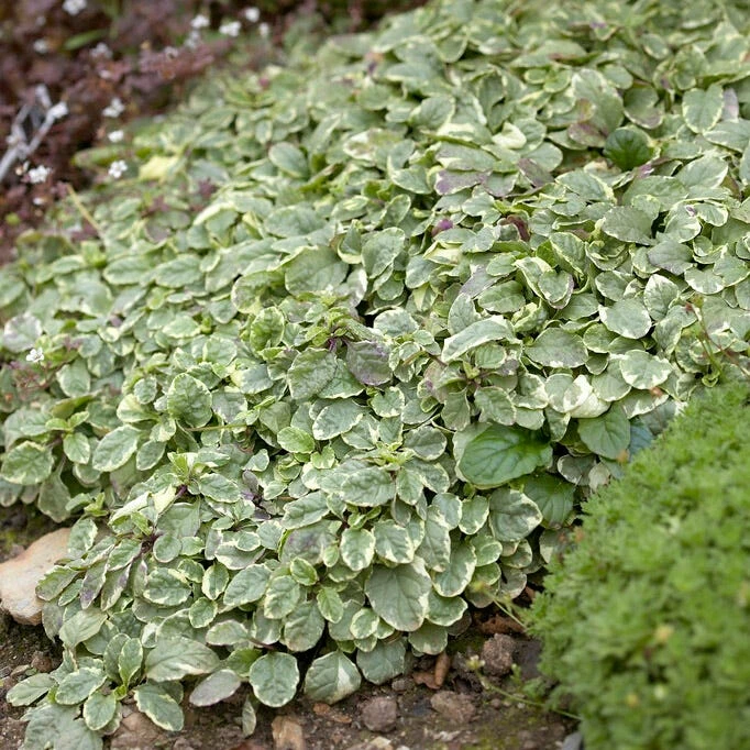 Silver Queen Ajuga 2 Silver Queen Ajuga - Image 2