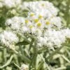 New Snow Pearly Everlasting (Anaphalis)