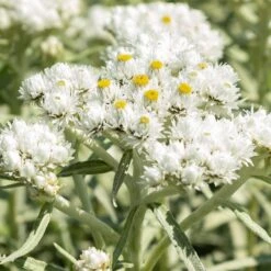 New Snow Pearly Everlasting (Anaphalis)