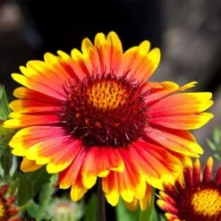 High Country Gardens Sales Store 14 Arizona Sun Gaillardia