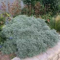 Powis Castle Artemisia -High Country Gardens Sales Store artemisia powis castle whole plant denver botanic