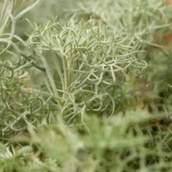 Seafoam Artemisia -High Country Gardens Sales Store artemisia versicolor seafoam