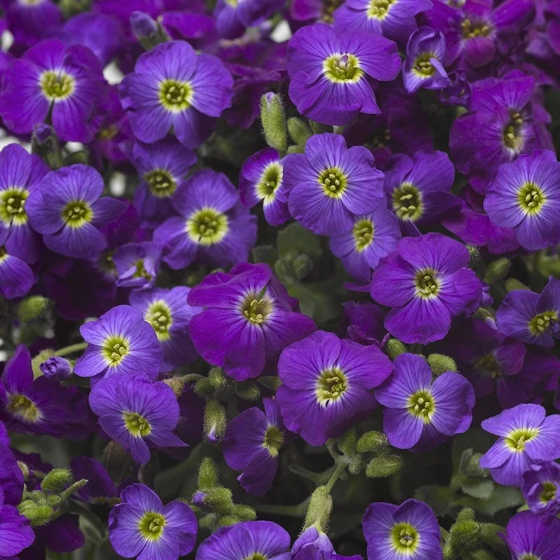 Axcent™ Deep Purple Aubrieta 1 Axcent™ Deep Purple Aubrieta