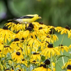 Goldsturm Black Eyed Susan -High Country Gardens Sales Store bird rudbeckia goldsturm web 2
