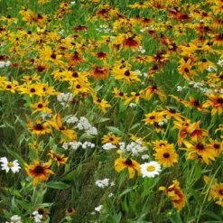 Dry Area Wildflower Seed Mix -High Country Gardens Sales Store black eyed susan gloriosa daisy yarrow