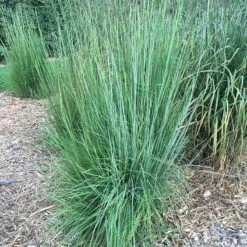 Blaze Little Bluestem Grass 9 Blaze Little Bluestem Grass -High Country Gardens Sales Store blaze little bluestem credit hoffmannursery