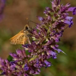 Blue Blazes Agastache 9 Blue Blazes Agastache -High Country Gardens Sales Store butterfly on blue blazes hyssop