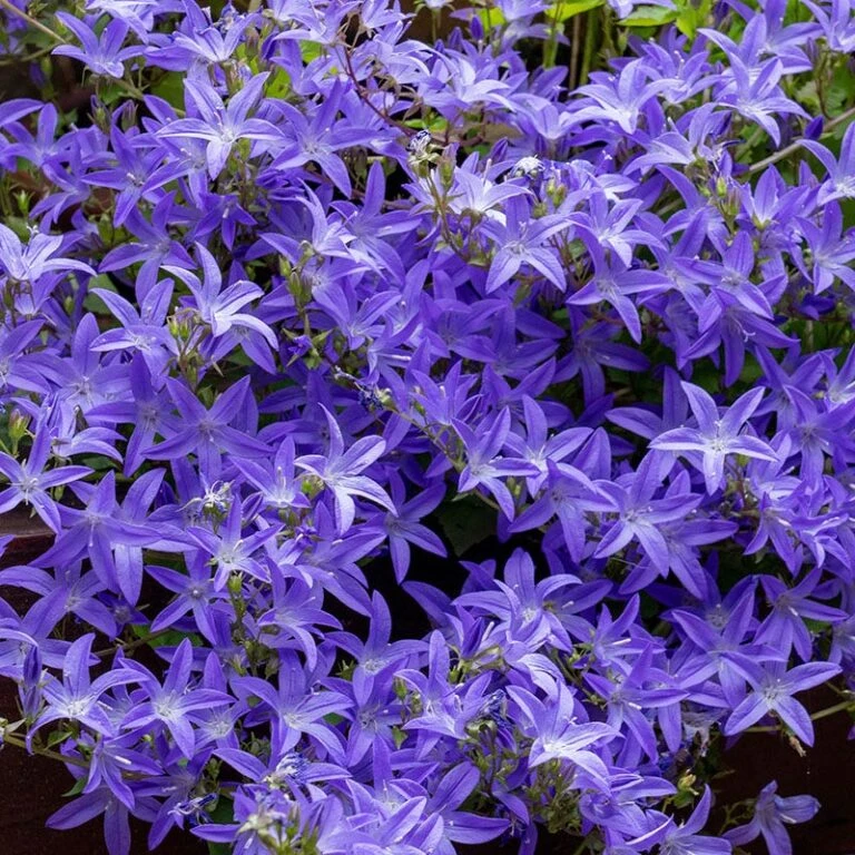 High Country Gardens Sales Store 18 High Country Gardens Sales Store -High Country Gardens Sales Store campanula blue waterfall 1 768x768 1