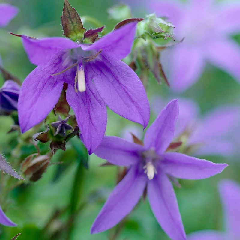 Blue Waterfall Bellflower (Campanula) 2 Blue Waterfall Bellflower (Campanula) - Image 2