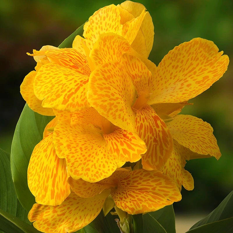 CannaSol™ Happy Emily® Canna Lily 2 CannaSol™ Happy Emily® Canna Lily - Image 2