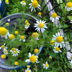 Alternative Lawn Wildflower Seed Mix 10 Alternative Lawn Wildflower Seed Mix -High Country Gardens Sales Store chamomile potted
