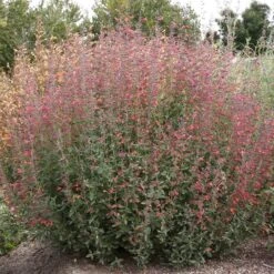 Coronado® Red Agastache 5 Coronado® Red Agastache -High Country Gardens Sales Store coronado red agastache full plant
