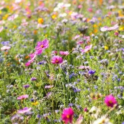 Dry Area Wildflower Seed Mix -High Country Gardens Sales Store cosmos bachelor buttons meadow
