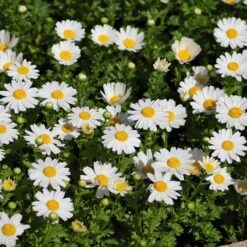 Alternative Lawn Wildflower Seed Mix 9 Alternative Lawn Wildflower Seed Mix -High Country Gardens Sales Store creeping daisy