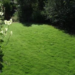 Dog Tuff™ Grass Plugs 15 Dog Tuff™ Grass Plugs -High Country Gardens Sales Store dog tuff grass plug lawn