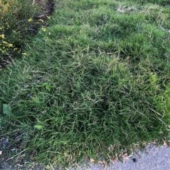 Dog Tuff™ Grass Plugs 14 Dog Tuff™ Grass Plugs -High Country Gardens Sales Store dog tuff grass plugs close