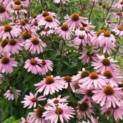 Magnus Echinacea -High Country Gardens Sales Store echinacea magnus garden flowers 1