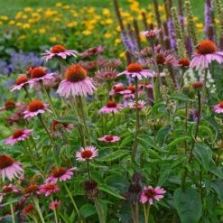 Magnus Echinacea -High Country Gardens Sales Store echinacea magnus garden 1