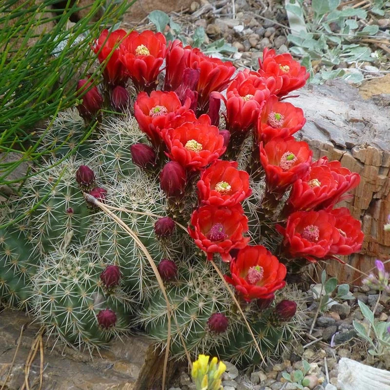 Scarlet Hedgehog Cactus (Echinocereus) 1 Scarlet Hedgehog Cactus (Echinocereus)