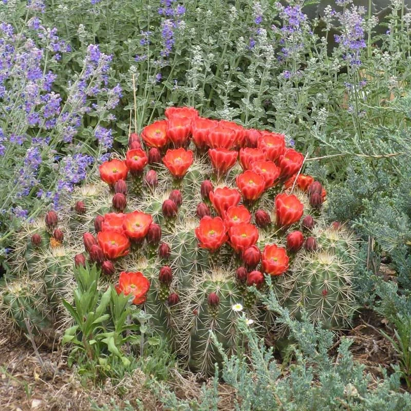 Scarlet Hedgehog Cactus (Echinocereus) 2 Scarlet Hedgehog Cactus (Echinocereus) - Image 2
