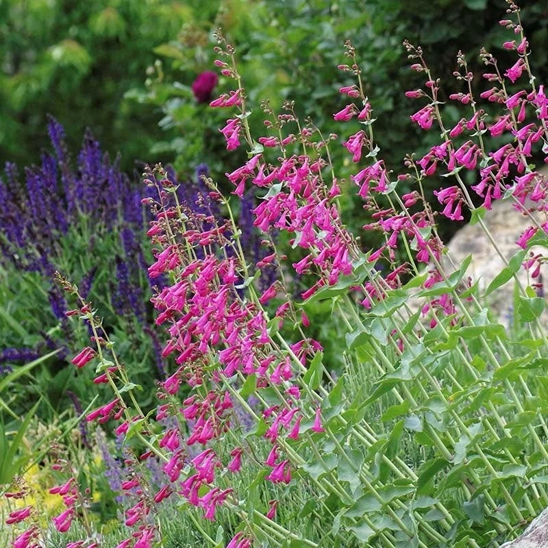 Coconino County Desert Penstemon 8 Coconino County Desert Penstemon - Image 8