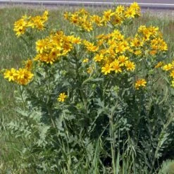 Engelmann's Daisy (Engelmannia) 6 Engelmann's Daisy (Engelmannia) -High Country Gardens Sales Store engelmannia texas roadway pgh 1