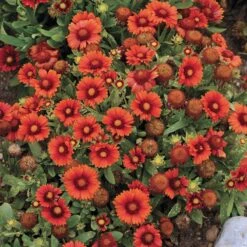 Arizona Red Shades Gaillardia 5 Arizona Red Shades Gaillardia -High Country Gardens Sales Store gaillardia arizona red shades flowers