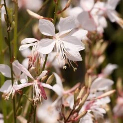 Snow Fountain Gaura 7 Snow Fountain Gaura -High Country Gardens Sales Store gaura lindheimeri snowfountain bloom