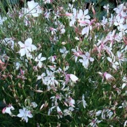 Snow Fountain Gaura 6 Snow Fountain Gaura -High Country Gardens Sales Store gaura snow fountain plant haven