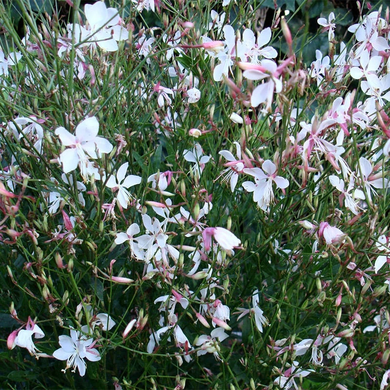 Snow Fountain Gaura 3 Snow Fountain Gaura - Image 3