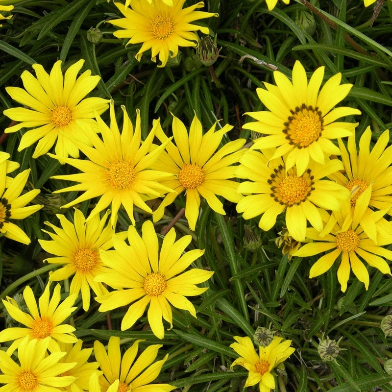 Colorado Gold® Gazania 1 Colorado Gold® Gazania