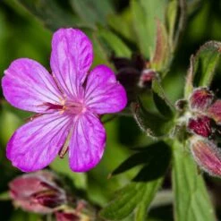 Sticky Geranium 6 Sticky Geranium -High Country Gardens Sales Store geranium viscosissimum 3